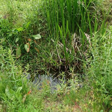 Op onze openbare tuin genaamd 'De Wijde Blick' (achter het clubhuis) wordt ook zoveel mogelijk aan Natuurlijk Tuinieren gedaan.
Deze poel wordt nog verder uitgediept en heeft verschillende niveaus die een goede broedplek bieden voor onder andere kikkers, salamanders en libellen.