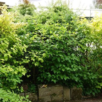 Op onze openbare tuin genaamd 'De Wijde Blick' (achter het clubhuis) wordt ook zoveel mogelijk aan Natuurlijk Tuinieren gedaan.
Deze wilde heg biedt schuil- en broedplaats voor allerlei kleine vogels.