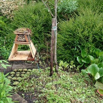 Op onze openbare tuin genaamd 'De Wijde Blick' (achter het clubhuis) wordt ook zoveel mogelijk aan Natuurlijk Tuinieren gedaan.
Er wordt nog aan een aantal nieuwe insectenhotels gewerkt.