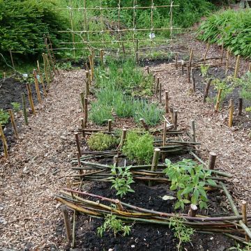 Op onze openbare tuin genaamd 'De Wijde Blick' (achter het clubhuis) wordt ook zoveel mogelijk aan Natuurlijk Tuinieren gedaan.
Er is een gedeelte met geurplanten aangelegd.
Hier staat bijvoorbeeld lavendel, diverse looksoorten, munt en andere geurplanten.
Op de achtergrond is een raamwerk te zien waar de Lathyrus of pronkerwt nog een flink eind kan klimmen.