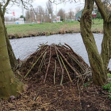 er is een broeihoop voor ringslangen gebouwd van takken, compost, paardenmest op een bechutte, zonnige plek aan het water