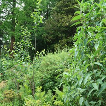 Op onze openbare tuin genaamd 'De Wijde Blick' (achter het clubhuis) wordt ook zoveel mogelijk aan Natuurlijk Tuinieren gedaan.
Er staan verschillende vlinderstruiken die veel vlinders, bijen en andere vliegende insecten van nectar voorzien.