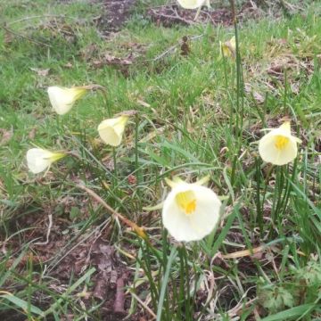 de narcissen zijn weer in bloei en alle nummers weer in orde gemaakt, lijsten met namen en bijbehorende nummers opgehangen bij het info hokje: de narcissenroute is weer open!
op deze foto de 'Marie Poppins' te vinden t/o tuin 3